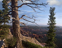 Conifers overlooking Bryce Canyon National Park, Utah