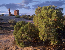 Utah Juniper (Juniperus osteosperma) and Balanced Rock, Arches National Park, Utah