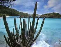 Cactus growing along Trunk Bay, Virgin Islands National Park, Virgin Islands