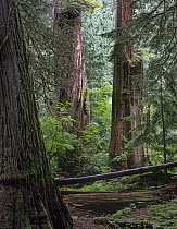 Western Red Cedar (Thuja plicata) forest interior, Grove of the Patriarchs, Mount Rainier National Park, Washington
