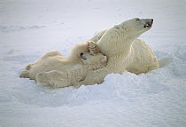 Polar Bear (Ursus maritimus) cub with paw over eyes, nestled in mothers' chest, Wapusk National Park, Manitoba, Canada