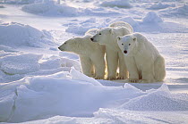 Polar Bear (Ursus maritimus) mother and two yearling cubs sitting on ice field, Churchill, Manitoba, Canada