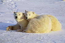 Polar Bear (Ursus maritimus) mother and cub resting on ice field, Churchill, Manitoba, Canada