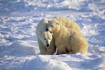 Polar Bear (Ursus maritimus) mother and cub resting on ice field, Churchill, Manitoba, Canada