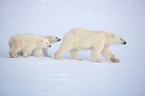 Polar Bear (Ursus maritimus) mother and two cubs crossing ice field, Churchill, Manitoba, Canada