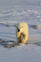 Polar Bear (Ursus maritimus) adult walking towards camera on ice field, Churchill, Manitoba, Canada