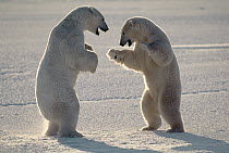 Polar Bear (Ursus maritimus) pair of males fighting, Churchill, Manitoba, Canada