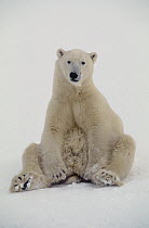 Polar Bear (Ursus maritimus) sitting up, Churchill, Manitoba, Canada