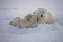 Polar Bear (Ursus maritimus) mother resting with cub in snow, Churchill, Manitoba, Canada