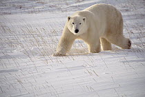 Polar Bear (Ursus maritimus) adult walking across snow, Churchill, Manitoba, Canada