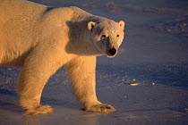 Polar Bear (Ursus maritimus) adult portrait, Churchill, Manitoba, Canada