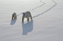 Polar Bear (Ursus maritimus) mother and cub crossing ice field, Churchill, Manitoba, Canada