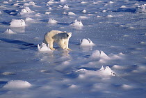 Polar Bear (Ursus maritimus) adult standing on ice field, Churchill, Manitoba, Canada