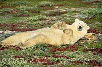 Polar Bear (Ursus maritimus) lounging near Churchill, Manitoba, Canada