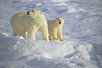 Polar Bear (Ursus maritimus) mother and cub standing on ice field, Churchill, Manitoba, Canada
