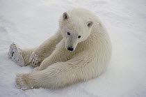 Polar Bear (Ursus maritimus) juvenile sitting in snow, Churchill, Manitoba, Canada