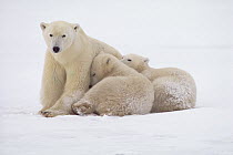 Polar Bear (Ursus maritimus) mother and cubs, Churchill, Manitoba, Canada