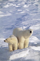 Polar Bear (Ursus maritimus) mother and cub, Churchill, Manitoba, Canada