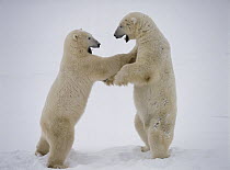 Polar Bear (Ursus maritimus) pair sparring, near Churchill, Manitoba, Canada