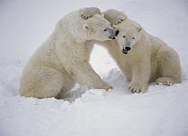 Polar Bear (Ursus maritimus) pair wrestling, Churchill, Manitoba, Canada