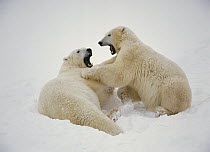 Polar Bear (Ursus maritimus) pair playing, near Churchill, Manitoba, Canada