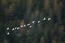 Trumpeter Swan (Cygnus buccinator) flock flying during migration, North America