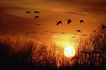 Sandhill Crane (Grus canadensis) groups flying, silhouetted against sunset, Nebraska