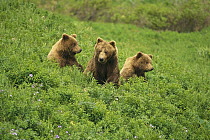 Grizzly Bear (Ursus arctos horribilis) mother and two cubs, McNeil River Sanctuary, Alaska