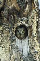 Northern Saw-whet Owl (Aegolius acadicus) in nest cavity in tree, Wyoming