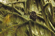 Spotted Owl (Strix occidentalis) in old growth forest, southwest Oregon