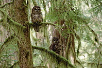 Northern Spotted Owl (Strix occidentalis caurina) pair perched temperate rainforest tree, southwest Oregon