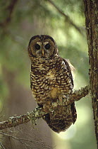 Northern Spotted Owl (Strix occidentalis caurina) perching in temperate rainforest tree, southwest Oregon