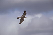 Peregrine Falcon (Falco peregrinus) flying, Wager Bay, Canada