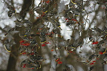 Bohemian Waxwing (Bombycilla garrulus) group feeding on berries in winter, Polson, Montana