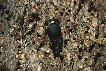 Acorn Woodpecker (Melanerpes formicivorus) female clinging to pine tree with acorn ladder, Cuyamaca State Park, California