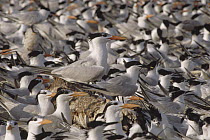 Royal Tern (Thalasseus maximus) nesting colony, Chandeleur Island, Louisiana