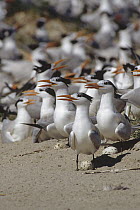Royal Tern (Thalasseus maximus) nesting colony showing adults with eggs, Biloxi, Mississippi