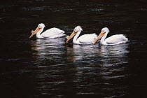 American White Pelican (Pelecanus erythrorhynchos) trio swimming in lake, Yellowstone National Park, Wyoming