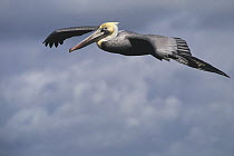 Brown Pelican (Pelecanus occidentalis) gliding, La Jolla Cove, southern California