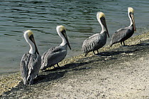 Brown Pelican (Pelecanus occidentalis) group at shore bank, Florida