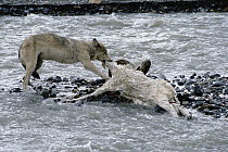 Timber Wolf (Canis lupus) feeding on Dall's Sheep (Ovis dalli) in river, Denali National Park and Preserve, Alaska