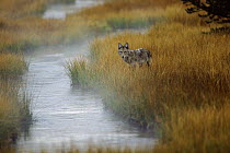 Coyote (Canis latrans) standing in grass along stream, Yellowstone National Park, Wyoming