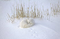 Arctic Fox (Alopex lagopus) curled up resting in snow, Hudson Bay, near Churchill, Manitoba, Canada