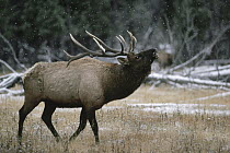 Elk (Cervus elaphus) male bugling during rut in light snowfall, North America