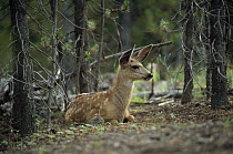 Coue's Deer (Odocoileus virginianus couesi) a dwarf subspecies of the White-tailed Deer, fawn resting in pine forest, southeast Arizona