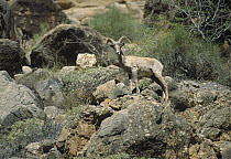 Desert Bighorn Sheep (Ovis canadensis nelsoni) camouflaged against rocks, North America