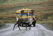 Caribou (Rangifer tarandus) crossing road in front of school bus, Denali National Park and Preserve, Alaska