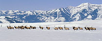 Elk (Cervus elaphus) herd of males in snow, National Elk Refuge, Wyoming