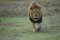 African Lion (Panthera leo), Ngorongoro Crater, Tanzania