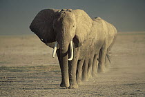African Elephant (Loxodonta africana) matriarch and family, Amboseli National Park, Kenya